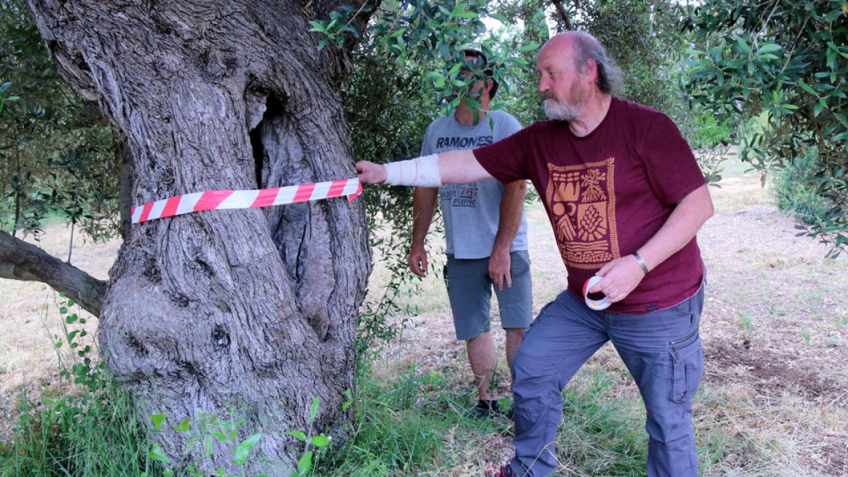 Manel Mas, de Salvem lo Montsià, i el productor Jordi Querol, després de marcar una olivera monumental en una finca d'Ulldecona.