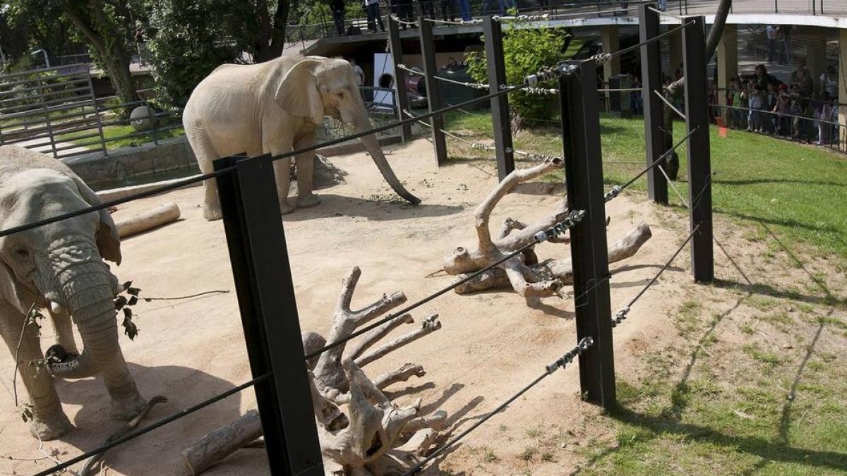 Imatge d'arxiu de dos elefants al Zoo de Barcelona.