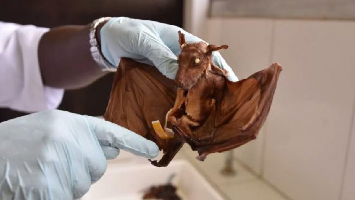 Un murciélago analizado en un laboratorio