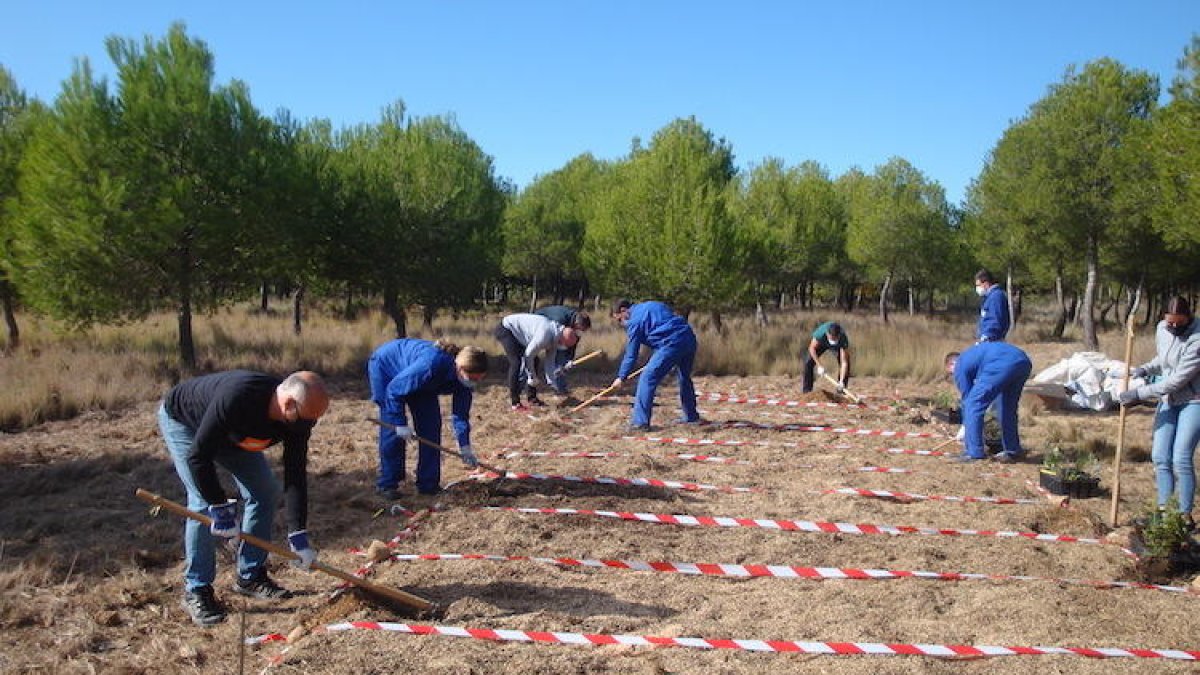 Imatge d'un moment de la reforestació de la zona.