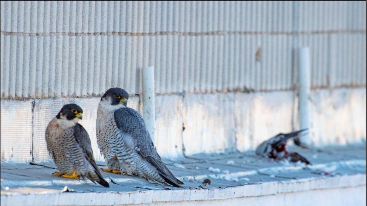 Imagen de aves de rapiña.