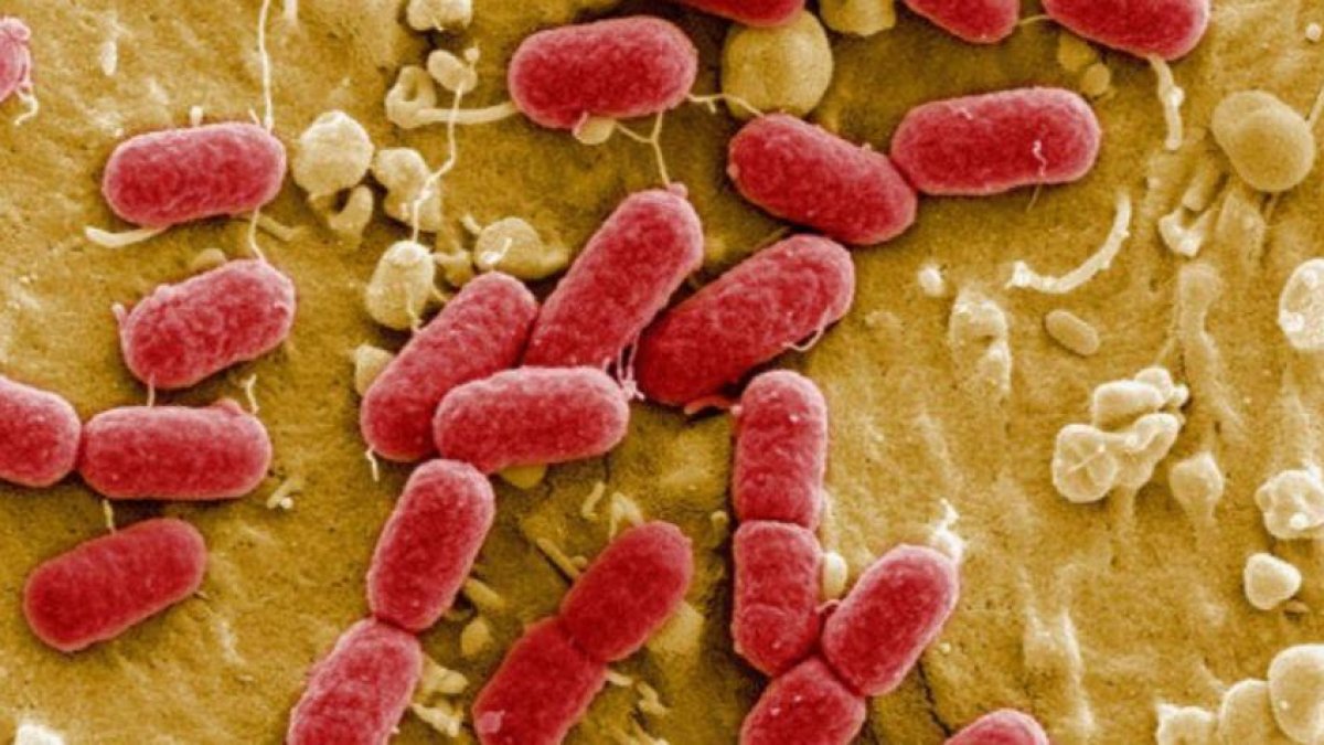 La bacteria E.coli está presente en el excremento humano.