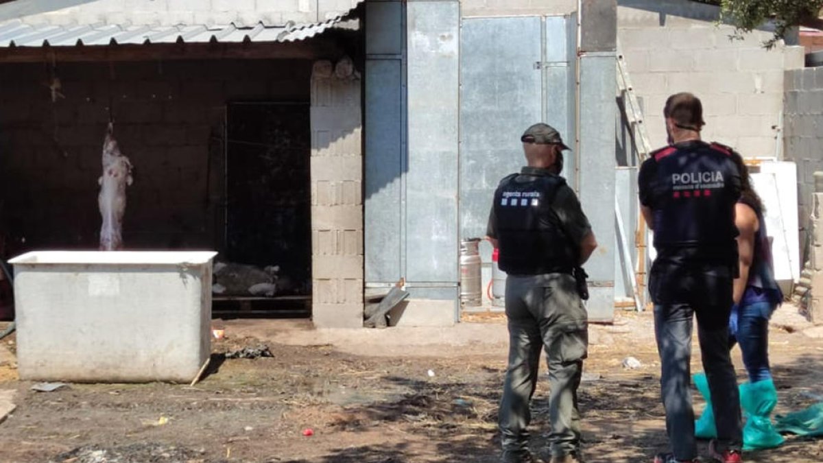 Un agente rural, un mosso y una técnica durante la inspección en Vilaverd (Conca de Barberà) del matadero ilegal.