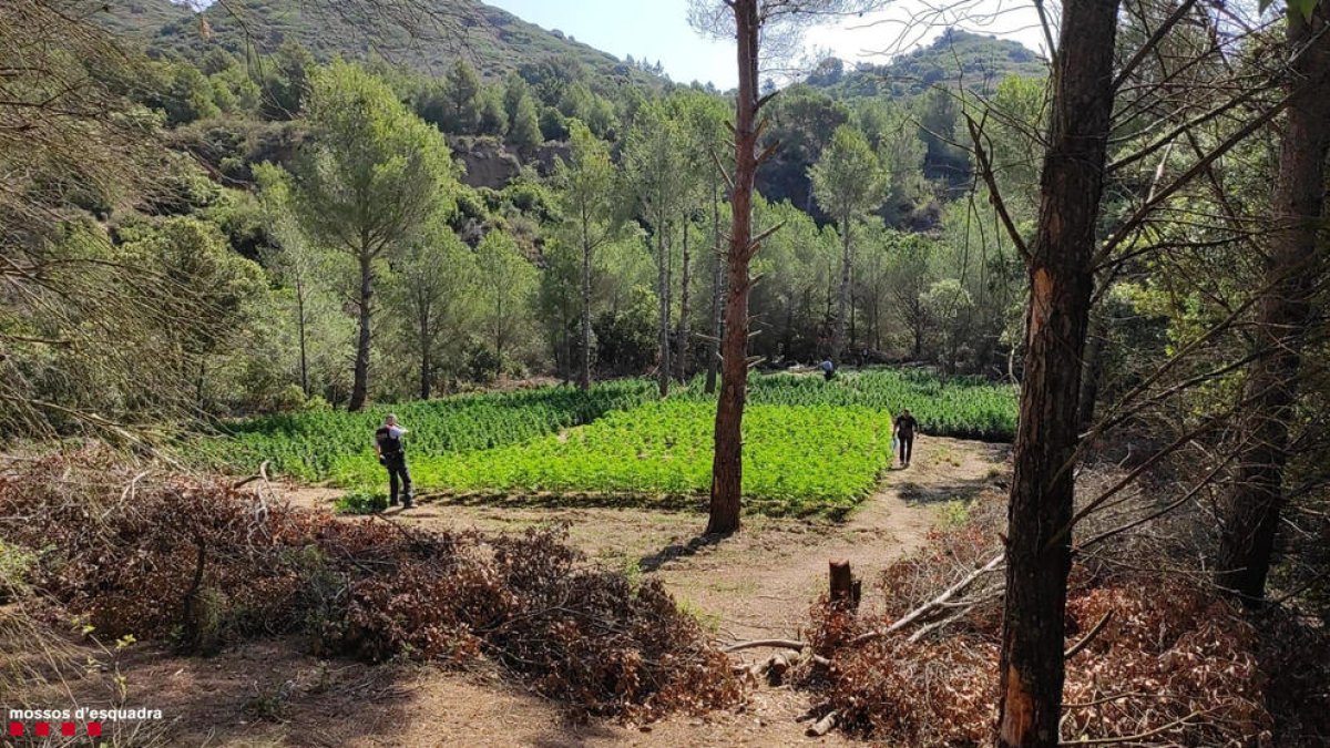 Imatge d'una de les plantacions de marihuana intervingudes pels Mossos.