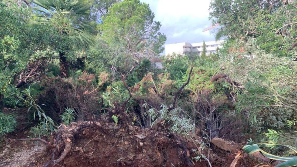 Conjunt d'arbres i arbustos arrencats pel tornado en un jardí particular.