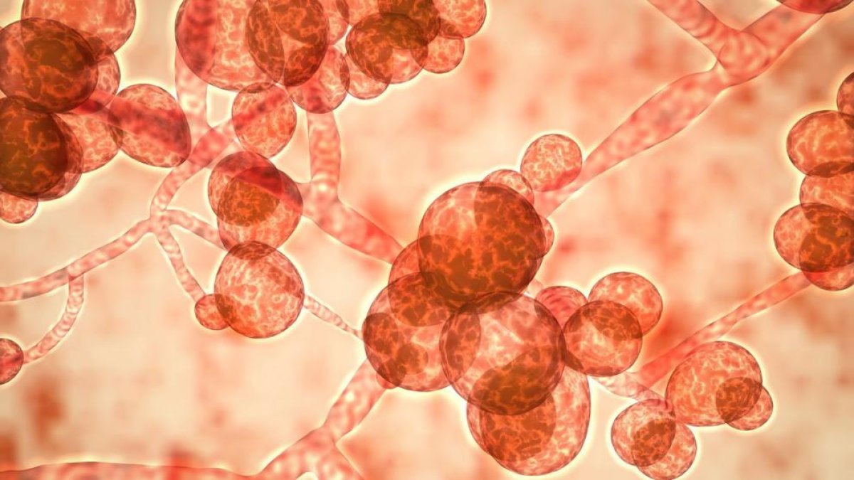 Els fongs del gènere Candida poden causar malalties sistèmiques en persones immunodeprimides.