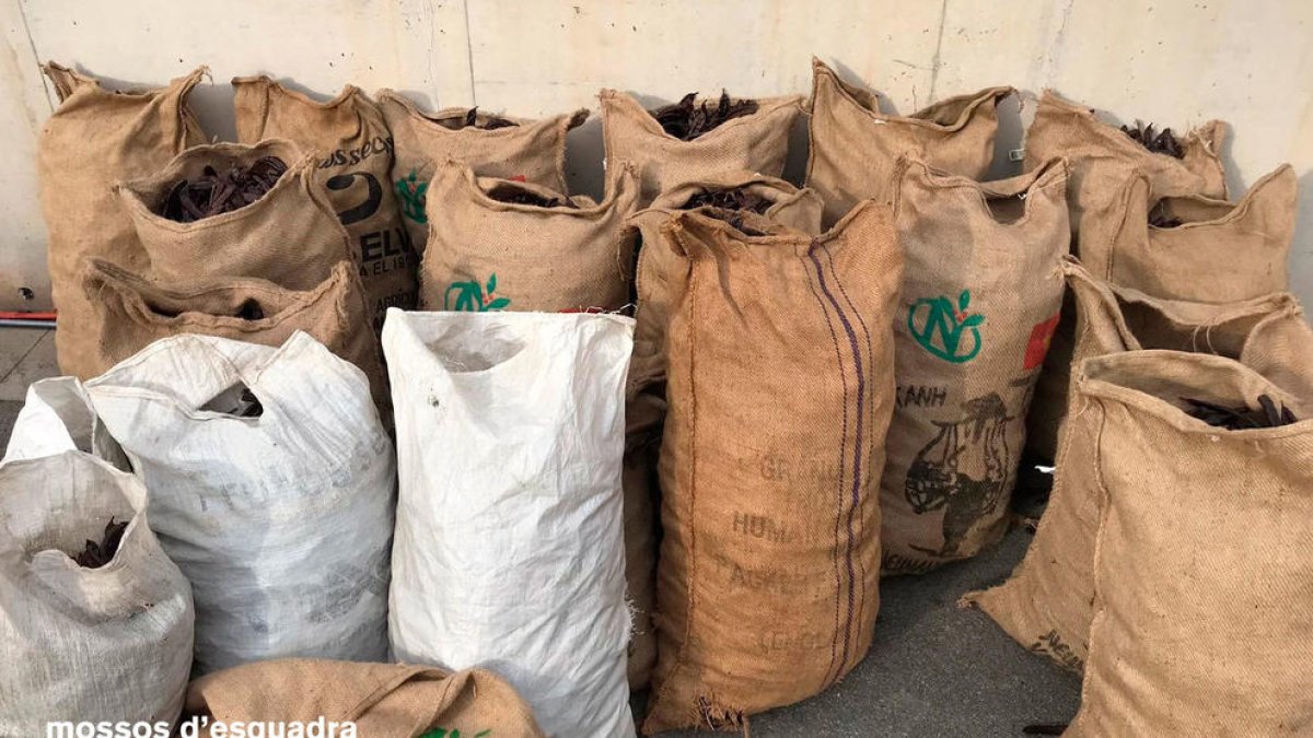 Sacs de garrofes intervinguts per la policia a la Canonja.