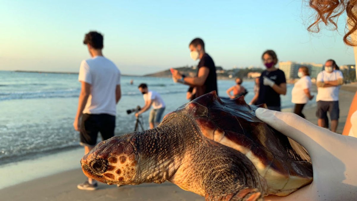 Una de las tortugas careta liberada en la playa de la Pineda.