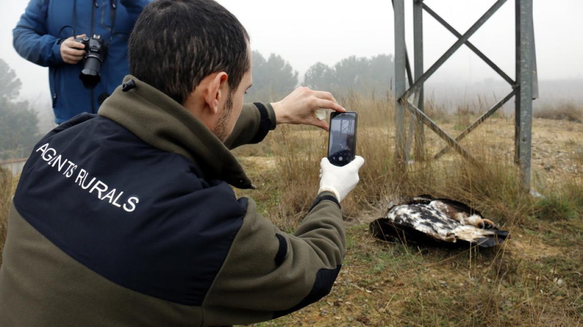 Un agente rural haciendo una foto a un águila dorada muerta electrocutada por una línea de media tensión en Soses, el 1 de febrero de 2017