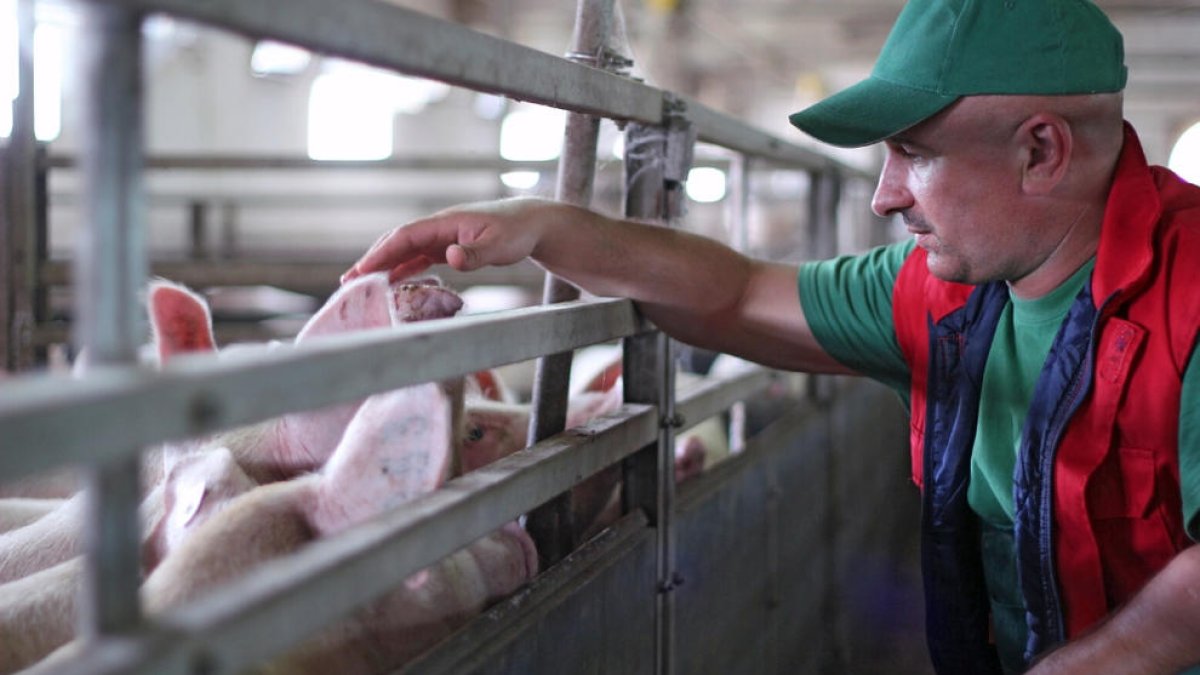 El projecte vol generar biogàs i després hidrògen verd a partir de purins de les granges.