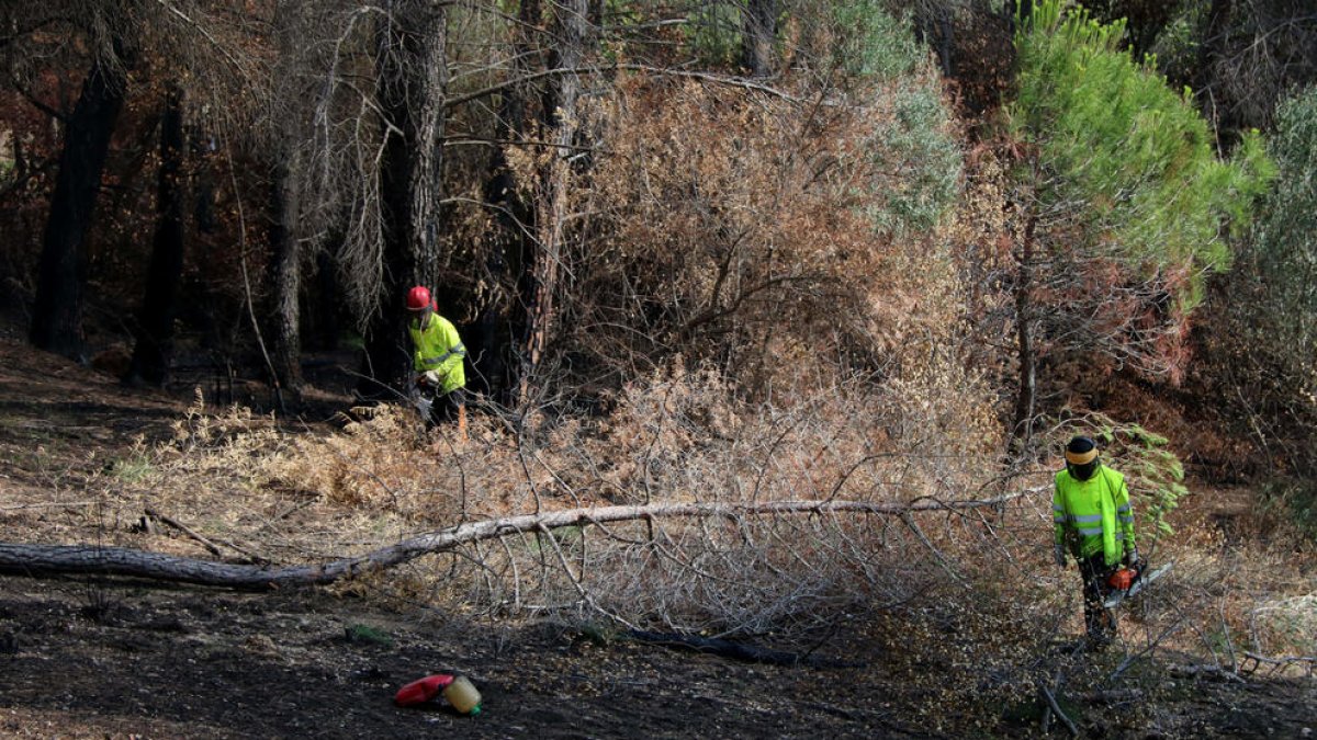 Dos operaris talant arbres d'un bosc de Castellví de Rosanes afectat per l'incendi de l'estiu de 2021.