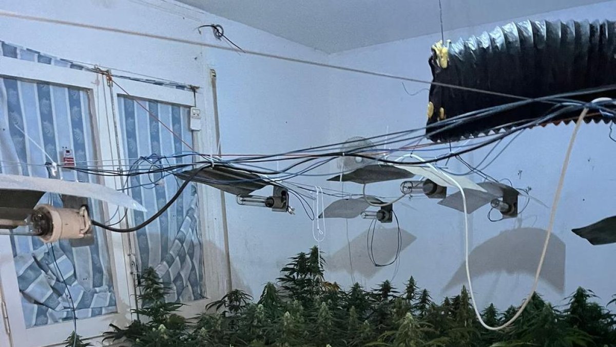 Plantació de marihuana trobada dins de l'habitatge ocupat