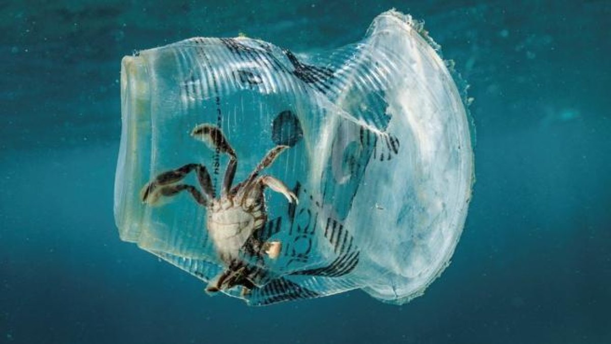 Un cangrejo permanece atrapado en un vaso de plástico en el mar.