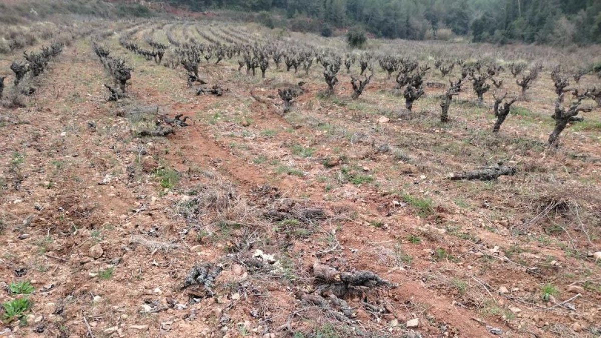 Part de la vinya on van arrencar els ceps que tenien 20 anys i donaven una important producció.