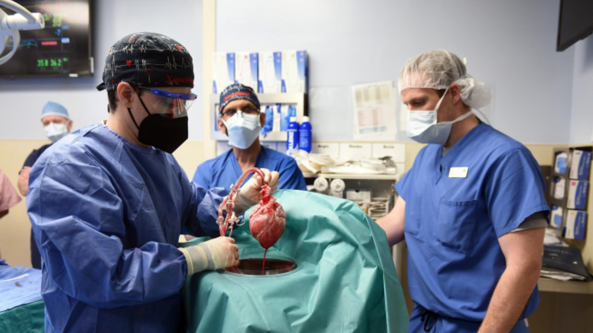 L'equip quirúrgic de la Facultat amb el cor de porc modificat trasplantat genèticament.