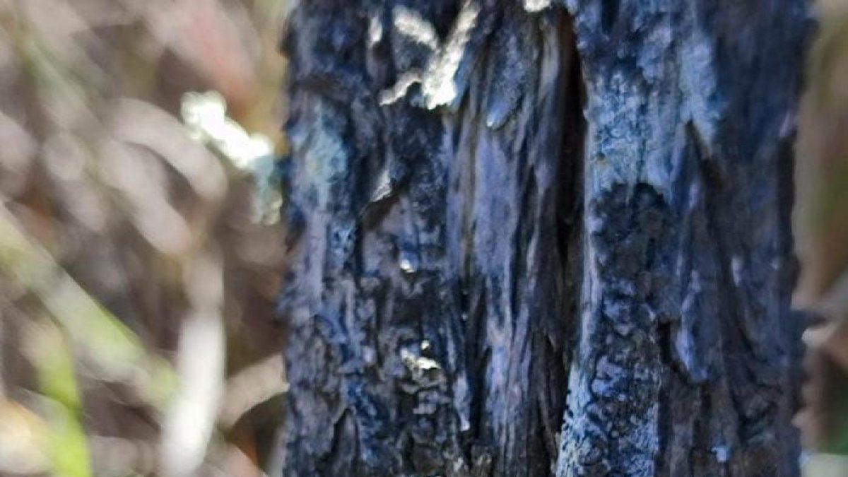 Detall d'un exemplar del liquen 'Ramalina lusitanica' trobat al delta de l'Ebre.