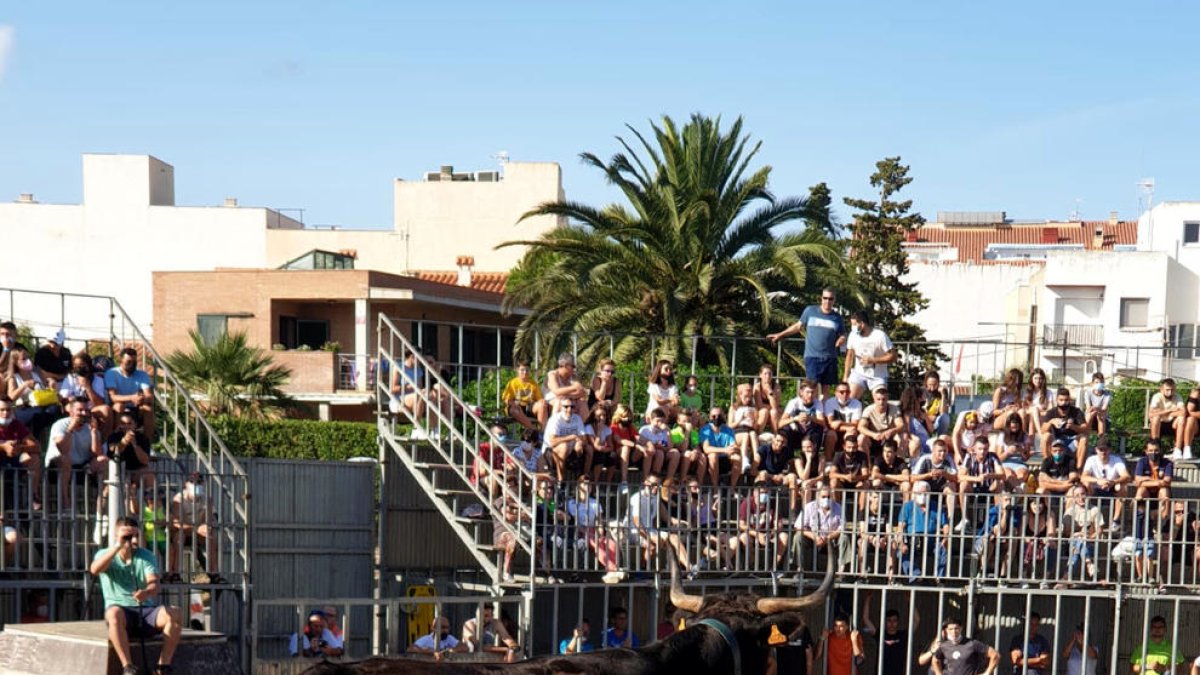 Un bou damunt de la tarima durant la celebració dels actes amb bous a la festa major de l'Ampolla.