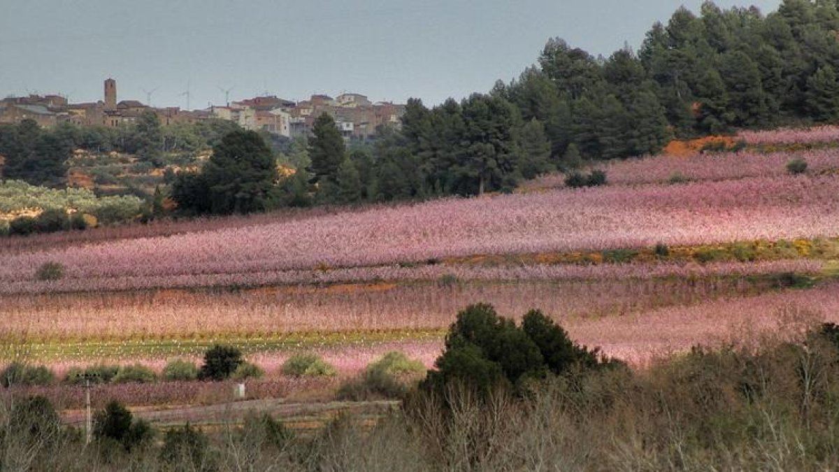 La flor del presseguer omple el paisatge de tonalitats rosades.