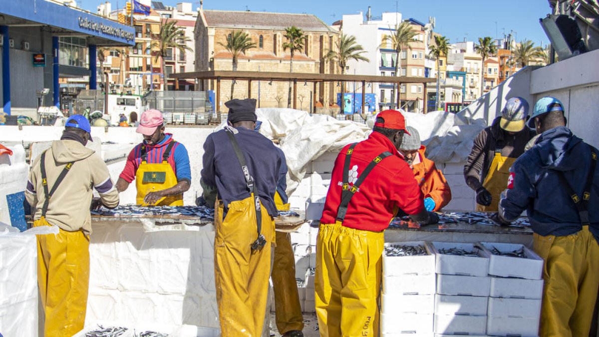 La tripulació de l'Avi Juanito destria els exemplars pescats un cop han arribat a port, per posar-los en caixes i preparar-los per a la comercialització.