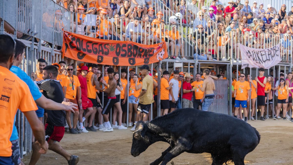 Joves de les penyes amagant-se d'una de les vaquetes, ahir a la tarda.