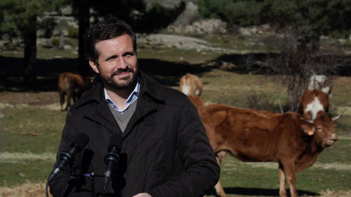 El líder del PP, Pablo Casado, a una granja de Las Navas del Marqués