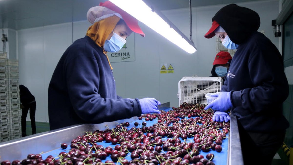 Dos trabajadoras en la planta de envasado de Cerima Cherries en Tivissa.