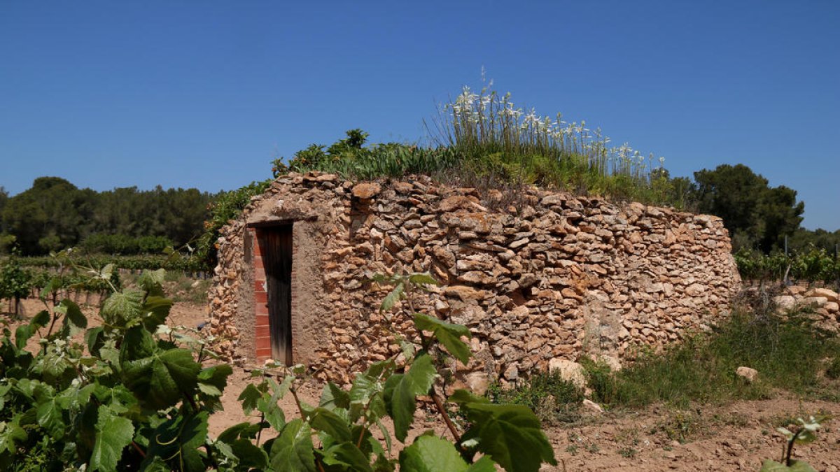 Una barraca de pedra seca, afectada pel PDUAE, al terme municipal de Vila-rodona, a l'Alt Camp.