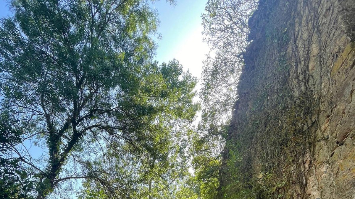 Un dels camins de la Vall de Lladrons, adquirida per l'Ajuntament de Montblanc.