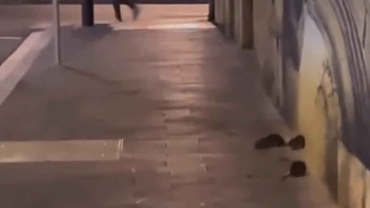 Imatge captura del vídeo donde se ven las ratas a la acera de la calle Fortuny.