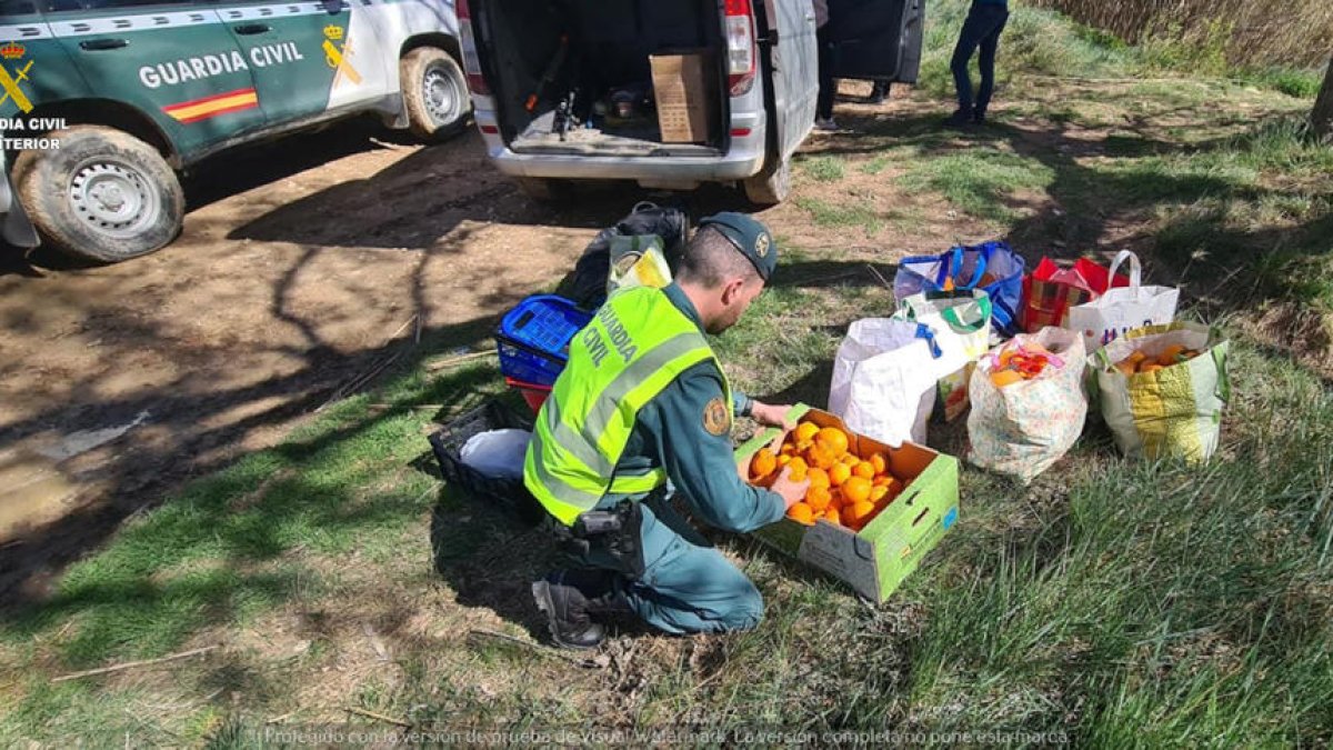 Un agente de la Guardia Civil revisa las cajas y bolsas de naranjas.