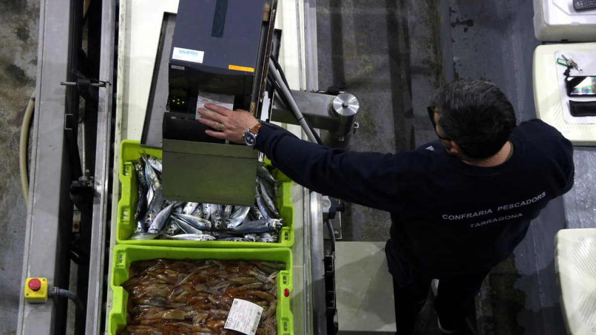 Plano picado de la subasta de pescado en la lonja de la Cofradia de Pescadors de Tarragona.