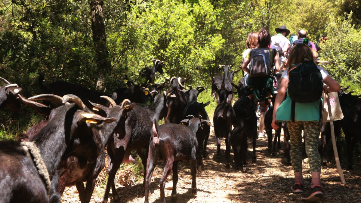 El rebaño de cabras de Daniel Giraldo, durante la trashumancia.