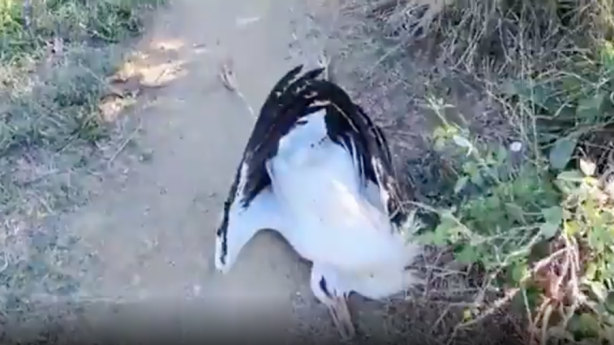 Una cigonya morta en un camp de Llagostera.