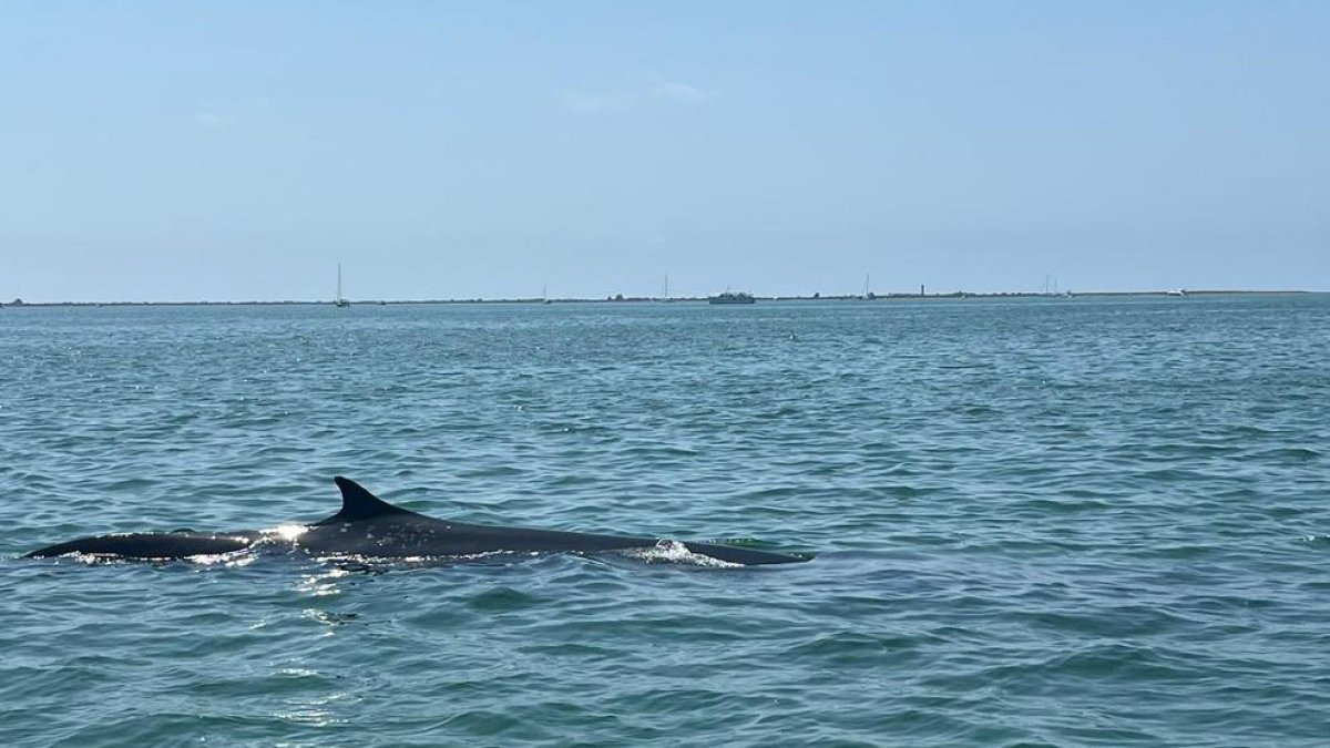 Avistan una ballena en la bahía de los Alfacs en la Ràpita