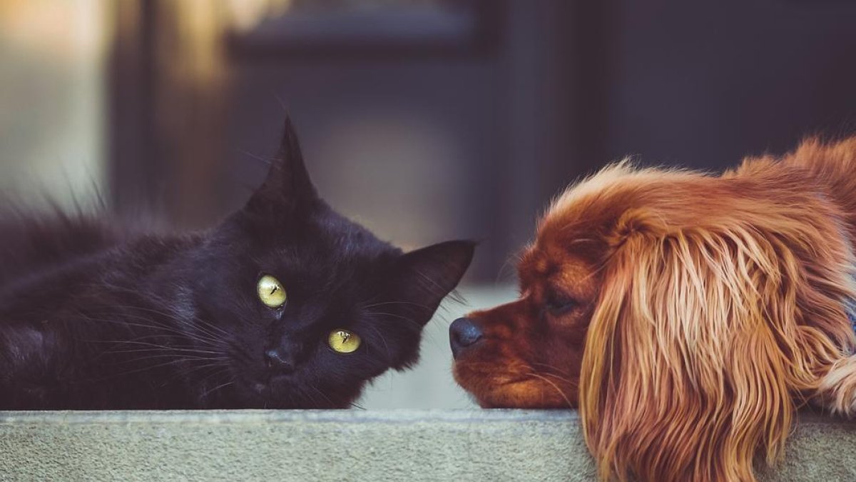 L'arribada de mascotes de refugiats d'Ucraïna ha fet augmentar la percepció de risc per la malaltia.