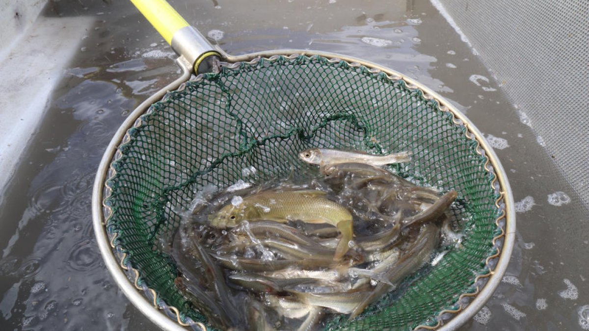 Detall d'alguns peixos del Siurana rescatats abans de ser alliberats a la llacuna de Riba-roja d'Ebre.