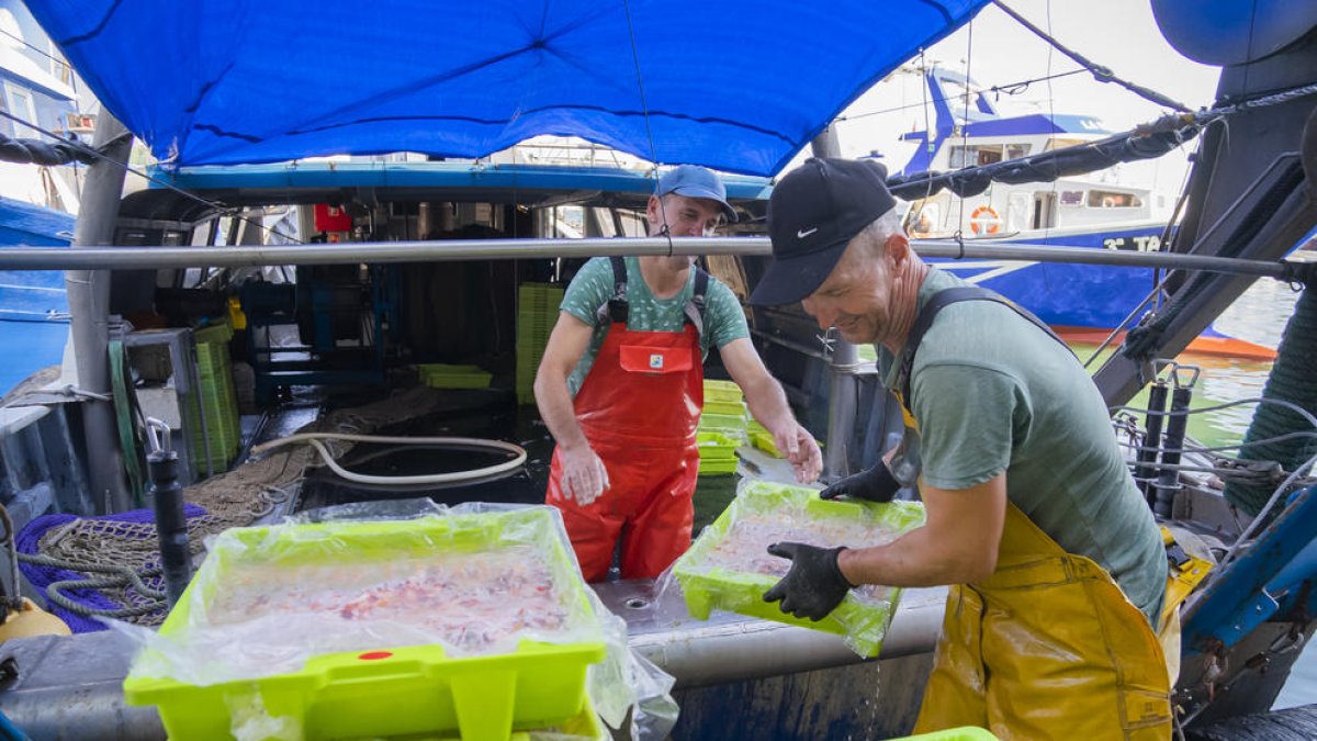 La gamba i l'escamarlà són dos dels pocs productes del mar que conserven un bon preu de mercat.