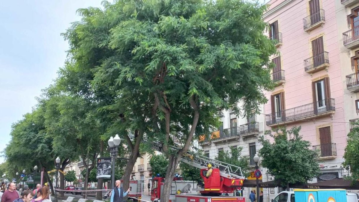 Imatge de la intervenció dels Bombers per la caiguda de branques a causa de les fortes ratxes de vent a Tarragona.