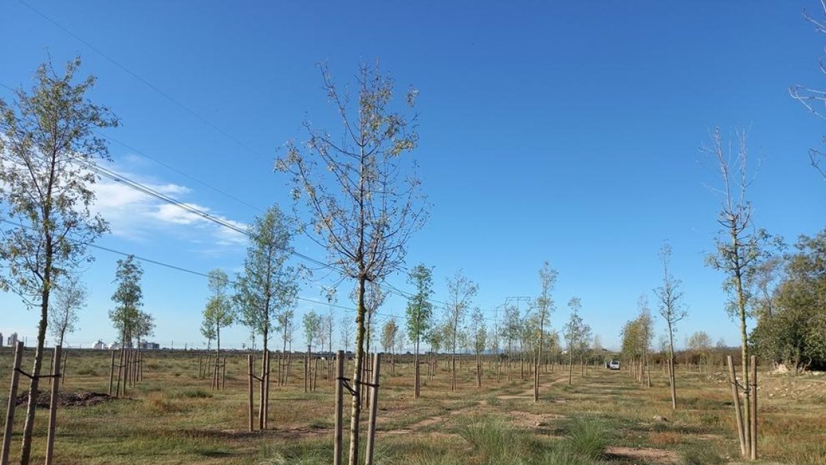 Zona del aparcamiento donde se llevará a cabo la plantada.