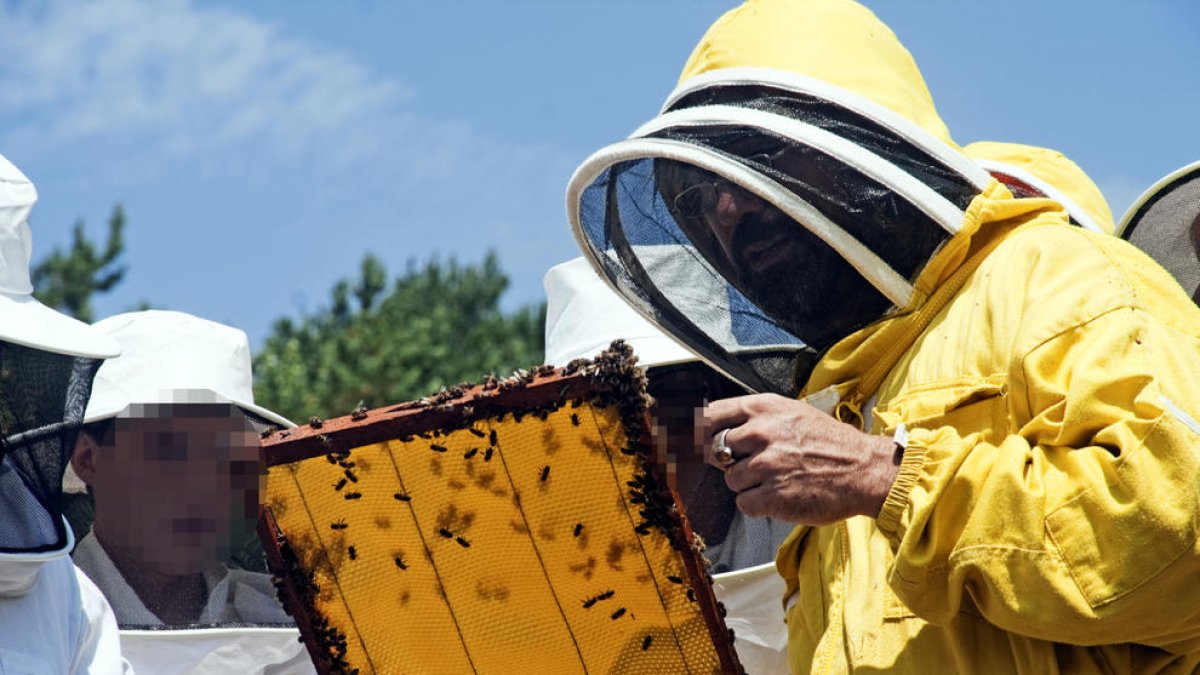 Un apicultor mostrant una bresca amb abelles.