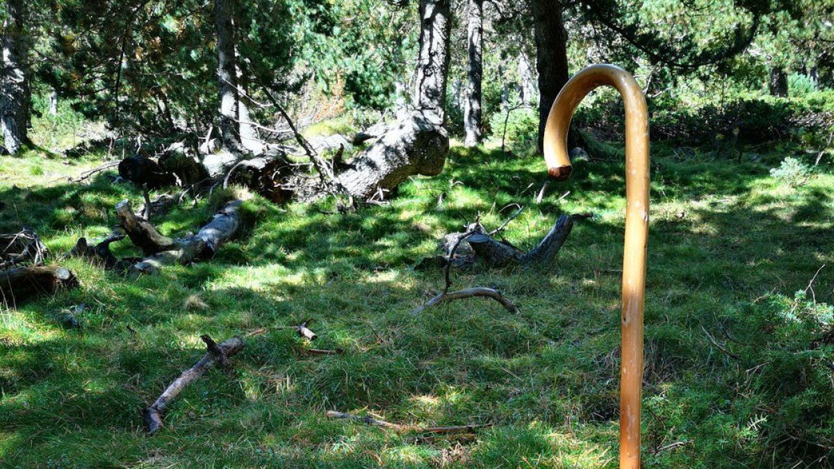 Una cistella plena d'una gran varietat de bolets.