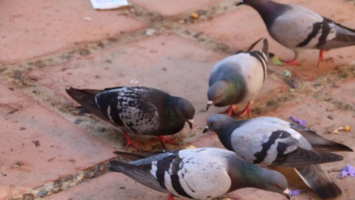 Imagen de archivo de unas palomas.