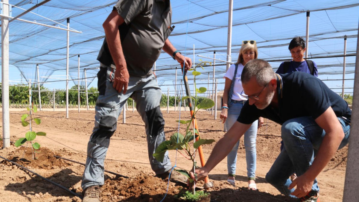 Dos pagesos planten un kiwi a Benissanet

Data de publicació: dijous 02 de juny del 2022, 13:40

Localització: Benissanet

Autor: Anna Ferràs / Eloi Tost