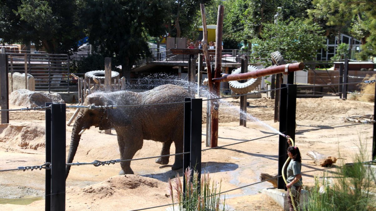 Una cuidadora rocía con agua una de las elefantas del Zoo de Barcelona.