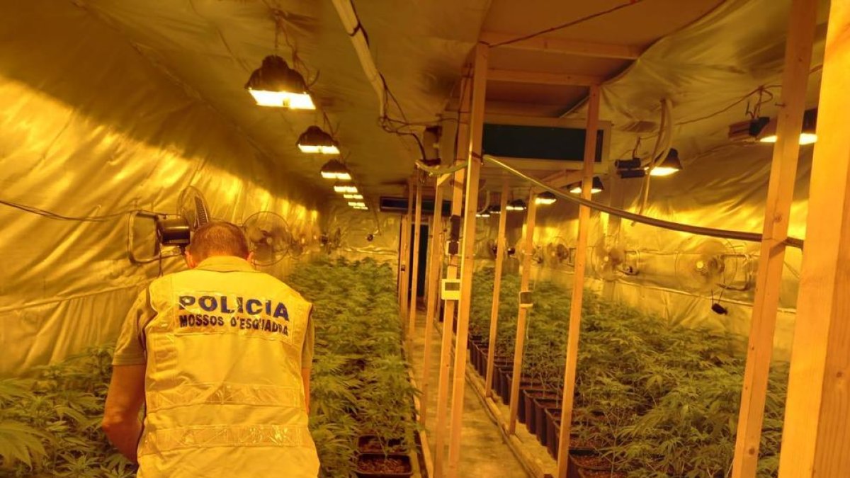 Imatge de la intervenció dels Mossos a la plantació de marihuana de la Ràpita.