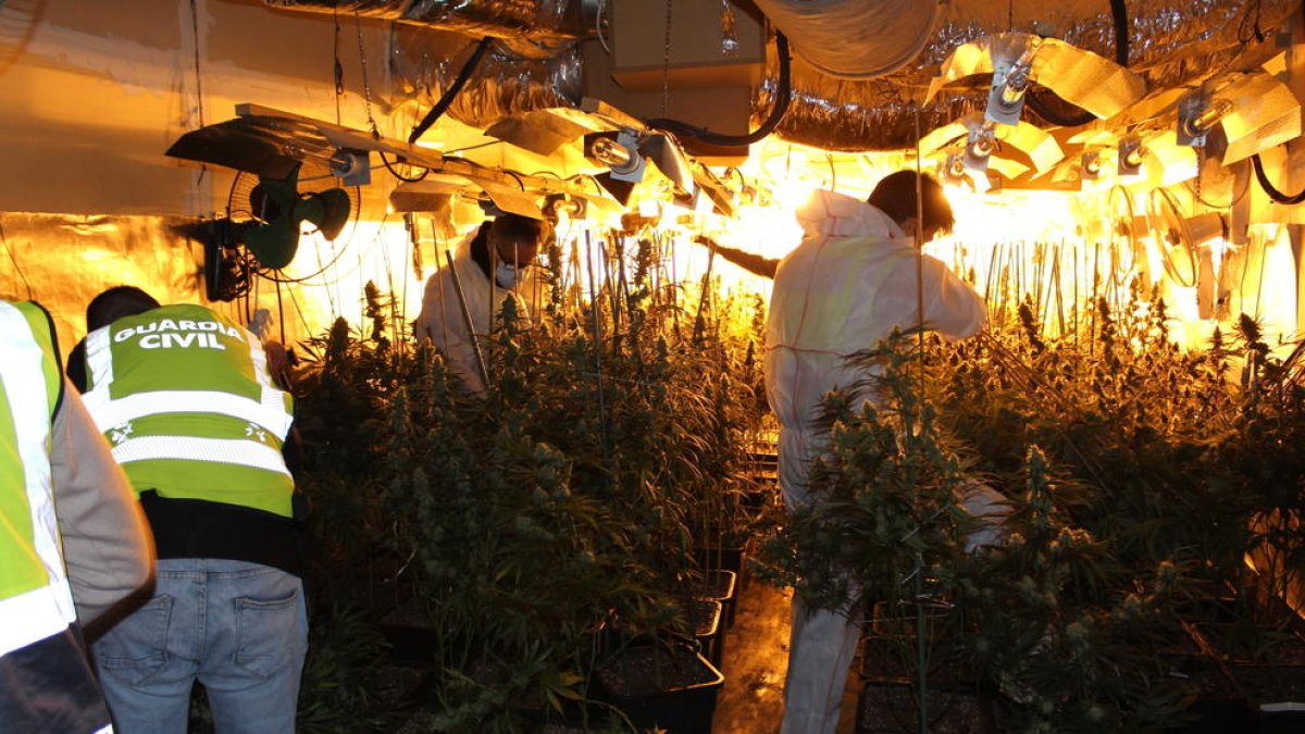 Una imatge d'una de les plantacions de marihuana.