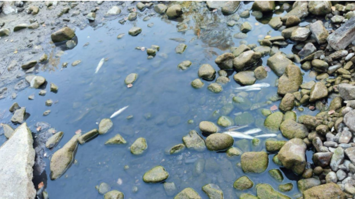 Gepec lo atribuye «al espolio de agua del río, que provoca una falta de caudal ecológico»