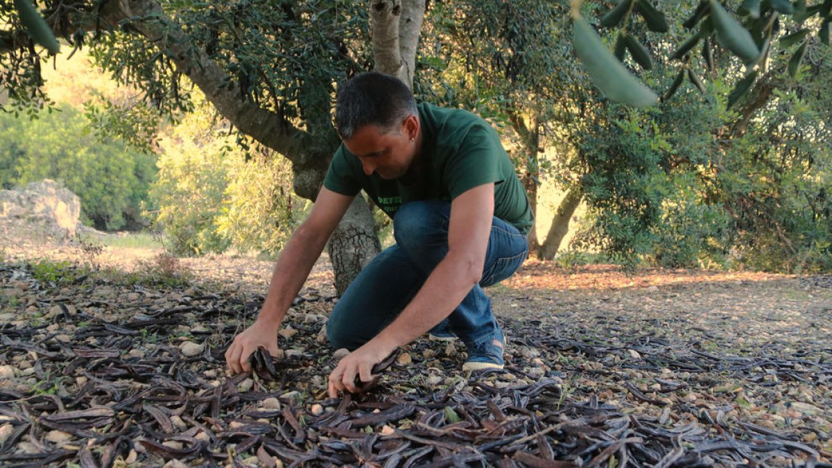 Un campesino en un campo de algarrobos en Masriudoms.