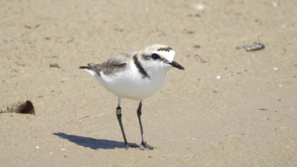 Este pájaro de pequeño tamaño hace el nido y cría los polluelos en la playa.