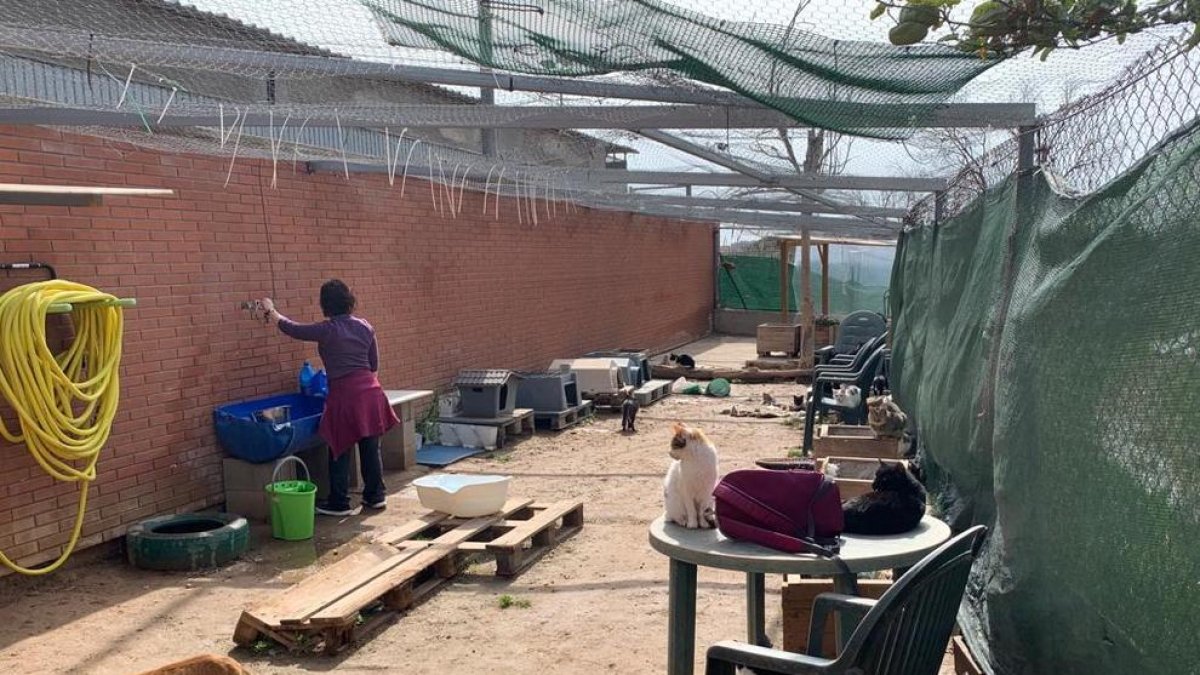 Imagen de la Protectora de Animales de Tarragona, que hoy en día acoge a un 250 gatos.